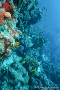 Malendure - îlet Pigeon